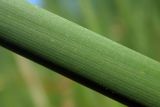 Typha angustifolia