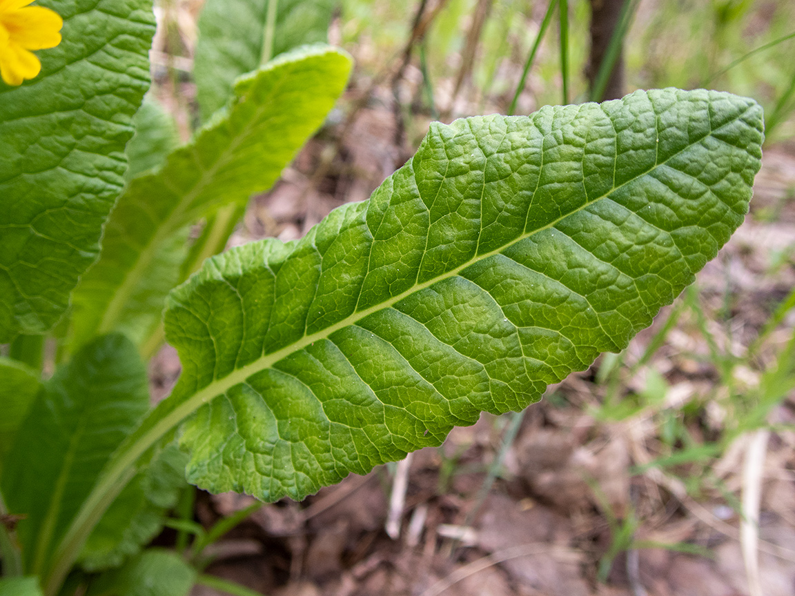 Image of Primula macrocalyx specimen.