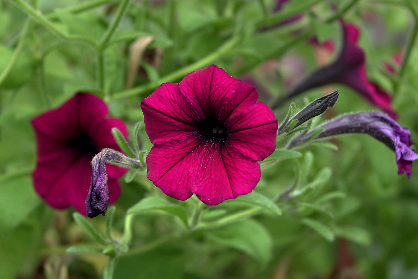 Изображение особи Petunia &times; hybrida.