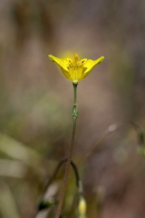 Image of Hypecoum parviflorum specimen.