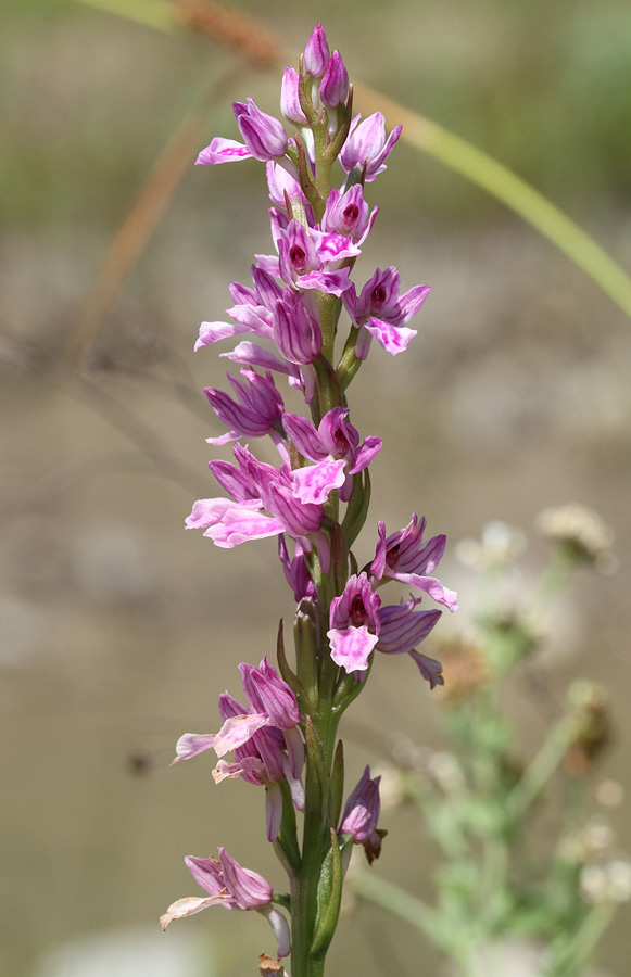 Изображение особи Dactylorhiza iberica.