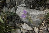 Campanula sibirica