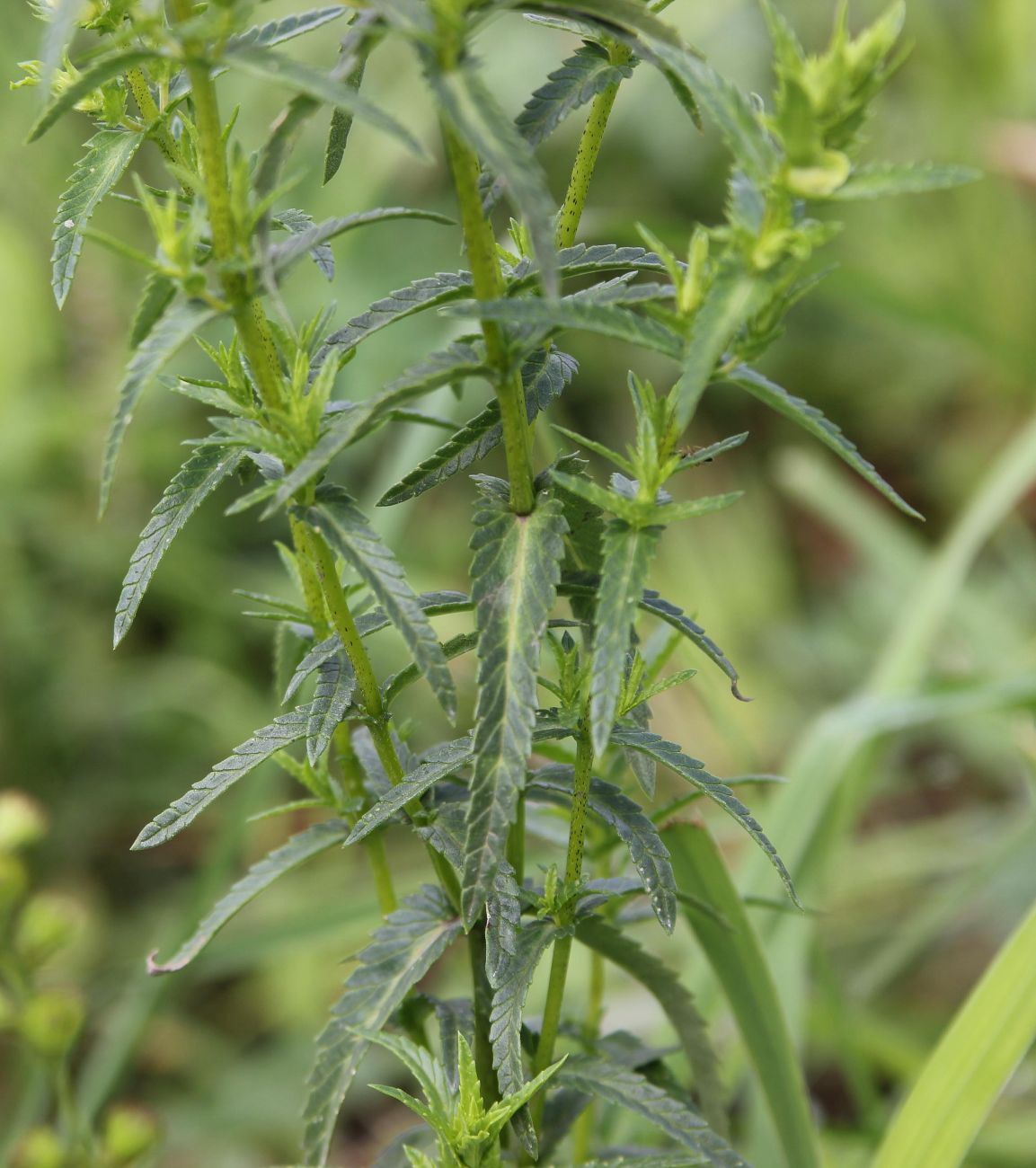 Изображение особи Rhinanthus serotinus.