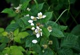 Rubus nessensis