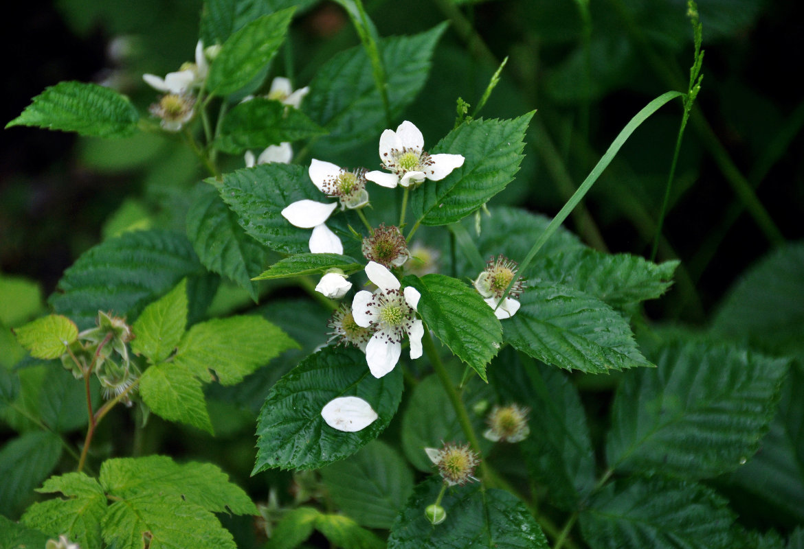 Изображение особи Rubus nessensis.