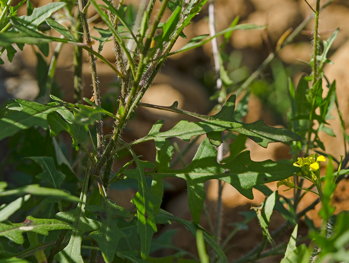 Image of Sisymbrium loeselii specimen.