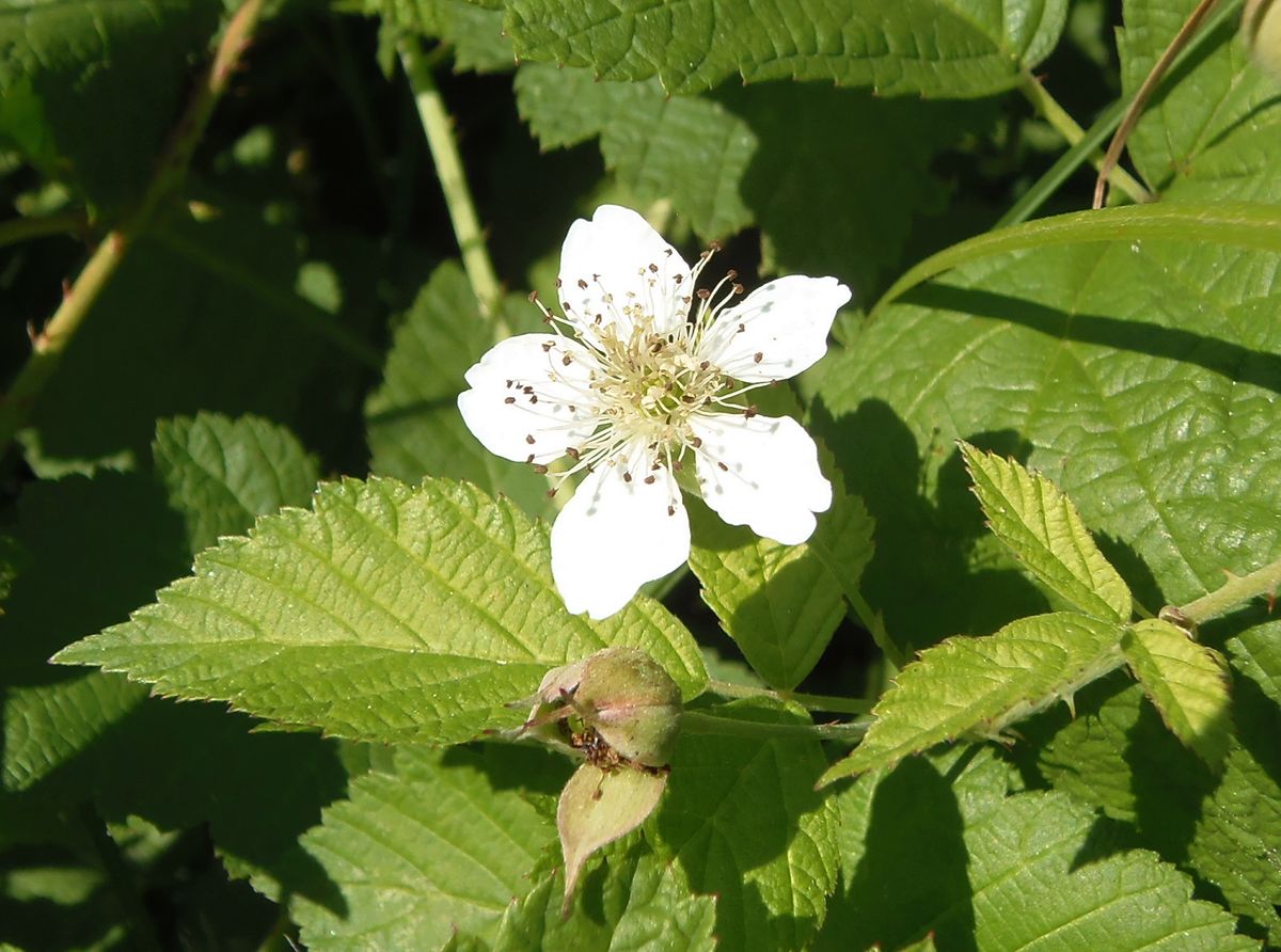 Изображение особи Rubus caesius.