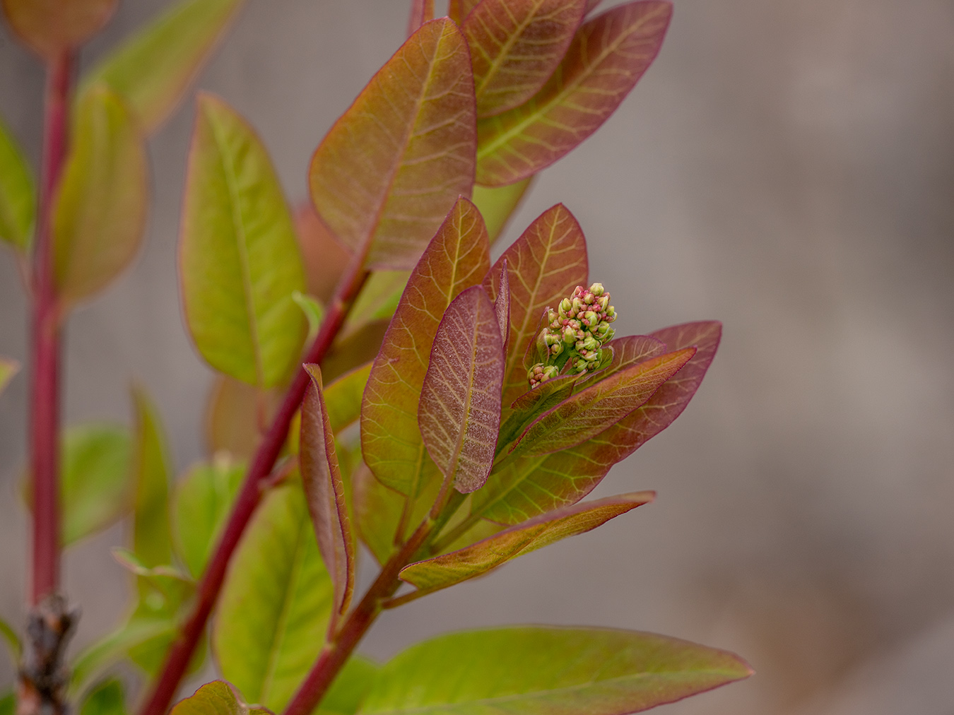 Image of Cotinus coggygria specimen.