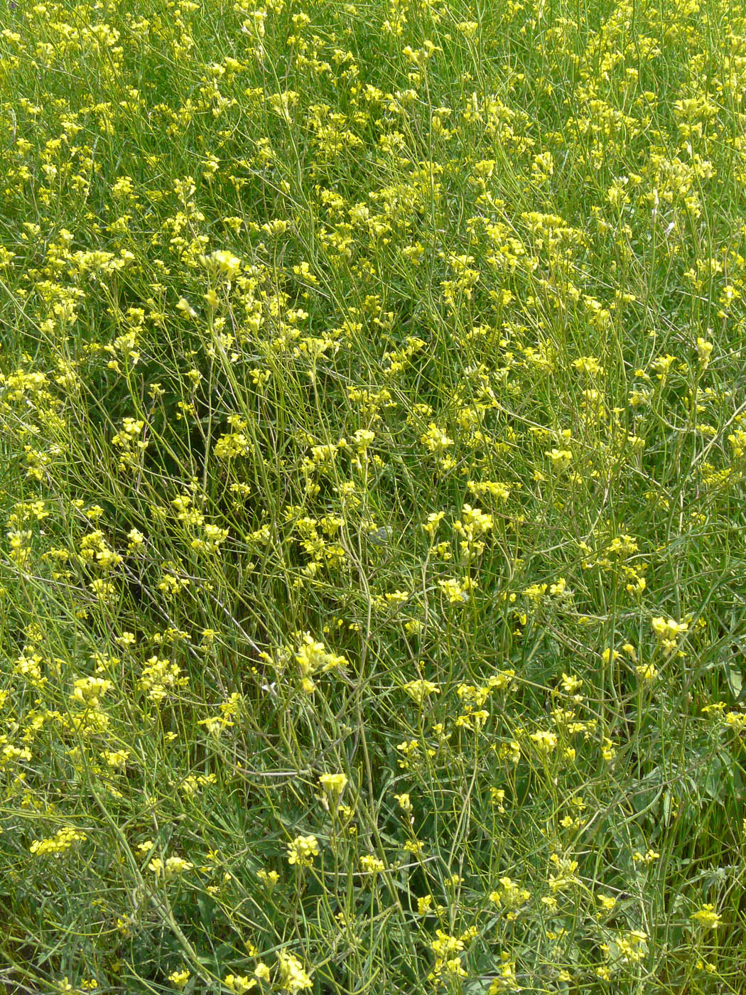 Изображение особи семейство Brassicaceae.