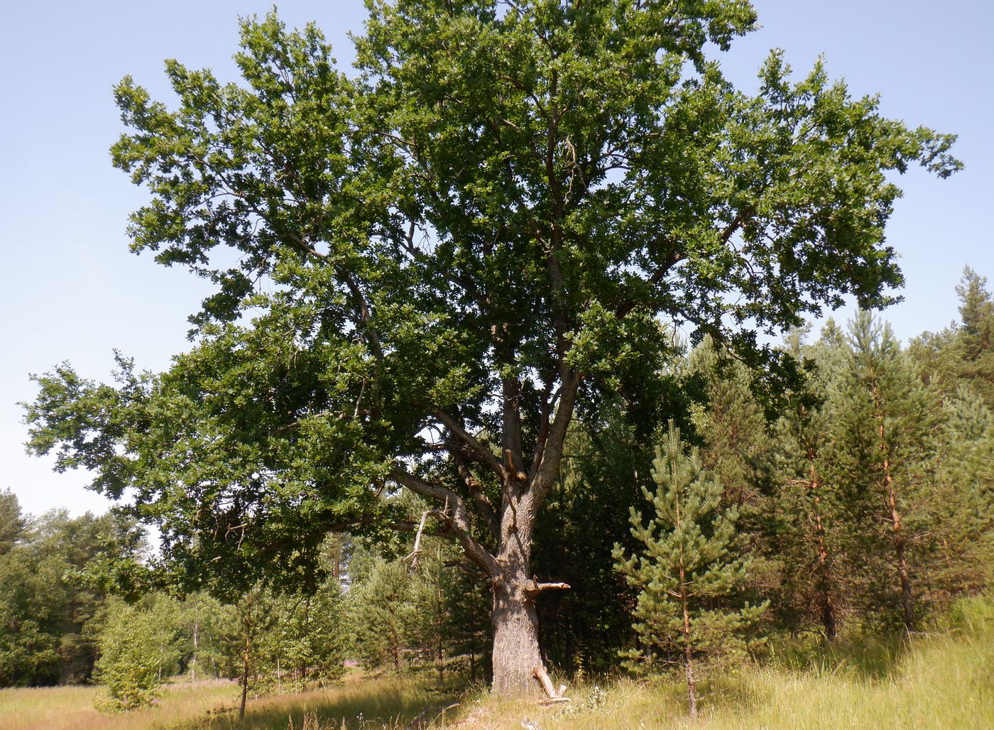 Изображение особи Quercus robur.