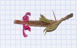 Image of taxon representative. Author is Татьяна Мальчинская