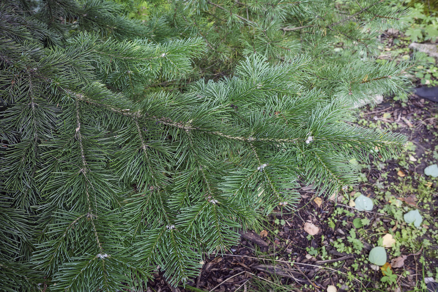 Изображение особи Abies lasiocarpa var. arizonica.