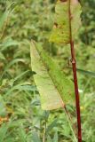 Rumex aquaticus