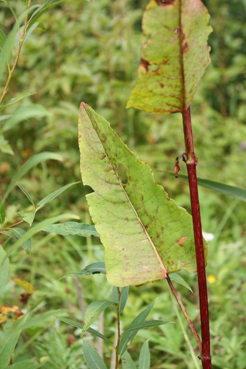 Изображение особи Rumex aquaticus.