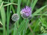 Centaurea scabiosa