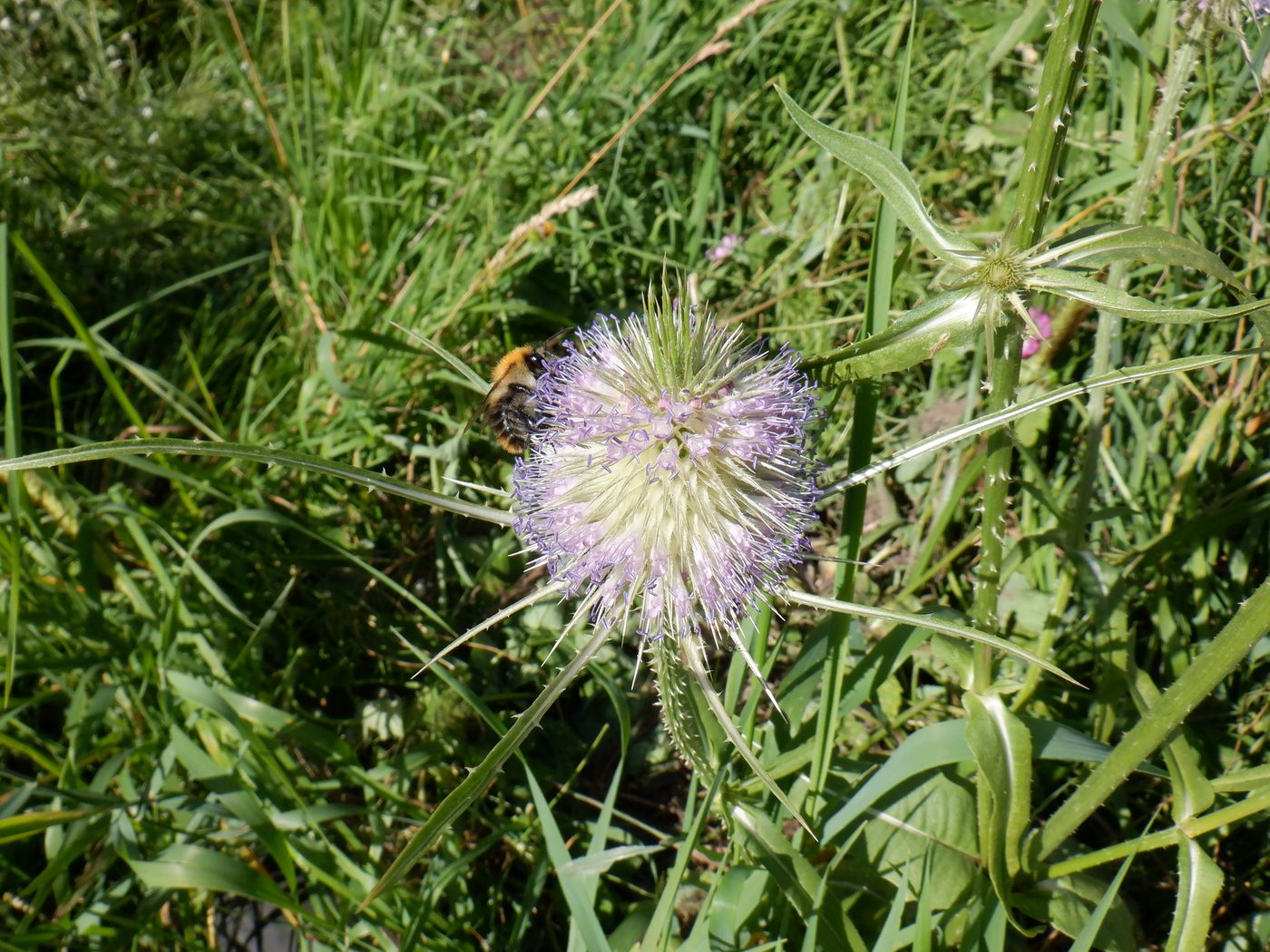 Изображение особи Dipsacus fullonum.