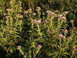 Eupatorium cannabinum. Цветущие растения. Нидерланды, Юж. Голландия, национальный парк \"Hollandse Duinen\", р-н прибрежных дюн Meijendel. Август.