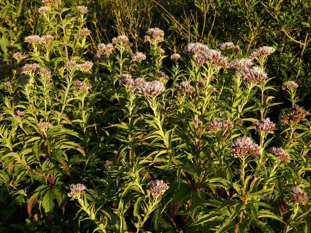 Image of Eupatorium cannabinum specimen.