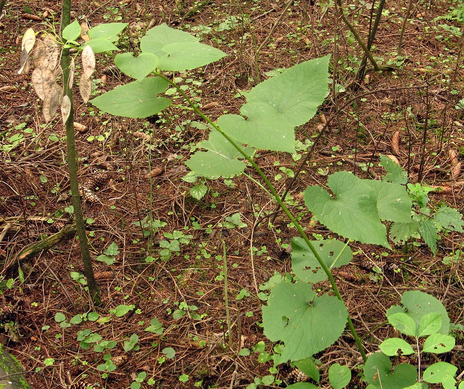 Изображение особи Lunaria rediviva.