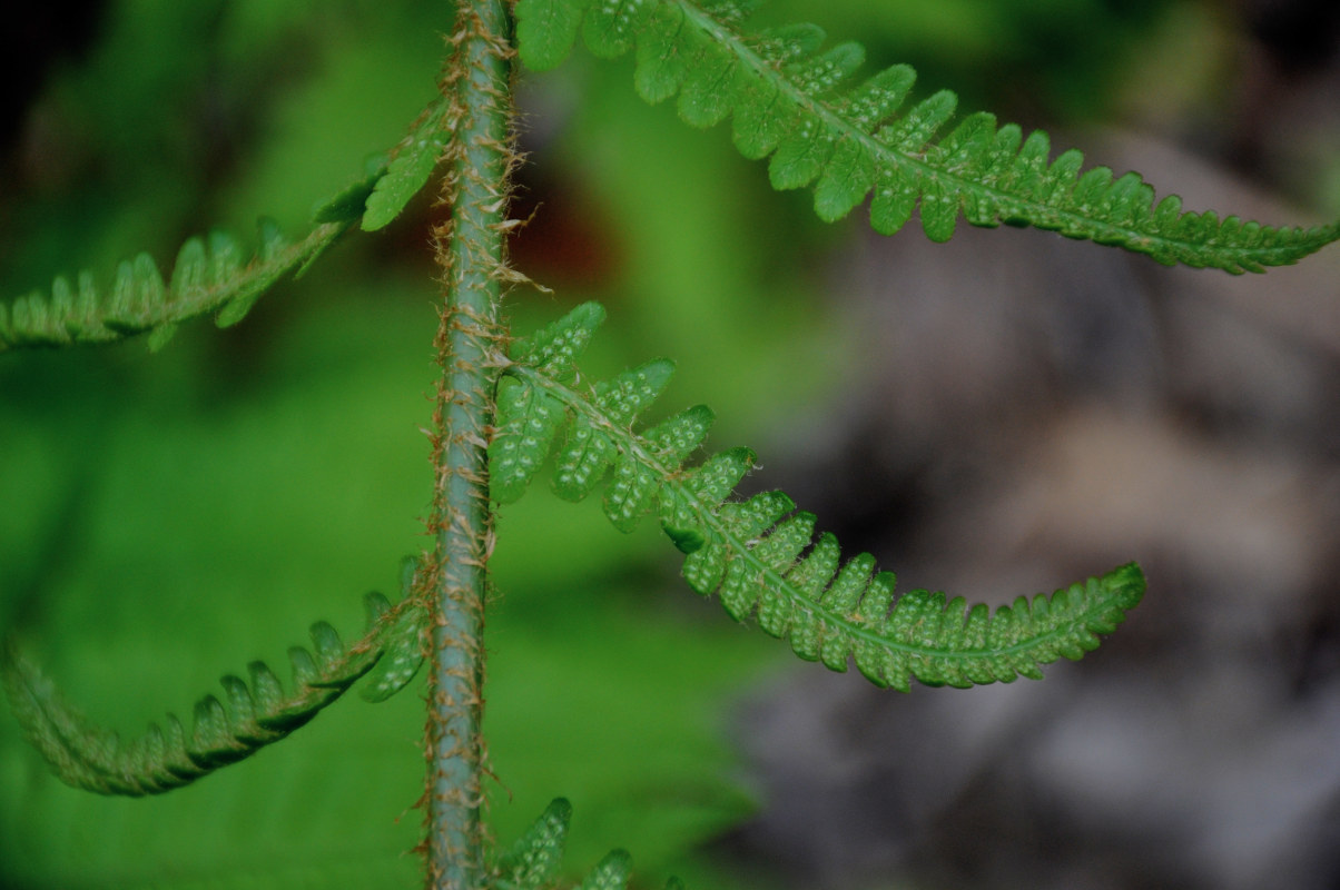 Image of Dryopteris filix-mas specimen.