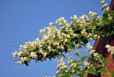 Philadelphus coronarius. Ветвь цветущего кустарника. Московская обл., гор. округ Мытищи, окр. дер. Сорокино, в культуре. 28.06.2020.