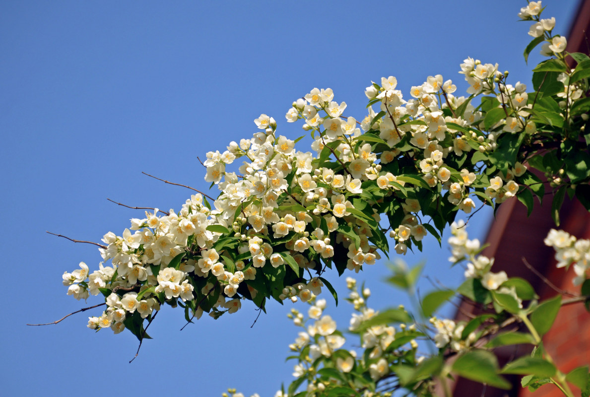 Image of Philadelphus coronarius specimen.