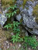 Atragene sibirica. Часть побега на скале. Челябинская обл., Саткинский р-н, хребет Москаль, ≈ 1000 м н.у.м., каменистый склон. 21.07.2020.