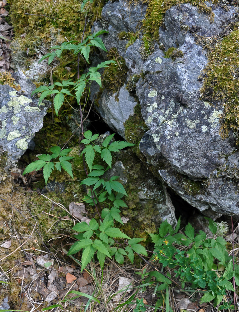 Изображение особи Atragene sibirica.