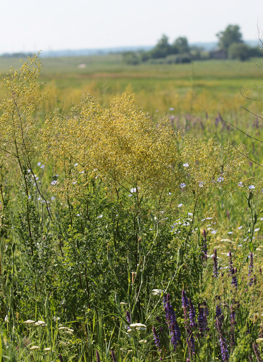 Image of Thalictrum minus specimen.