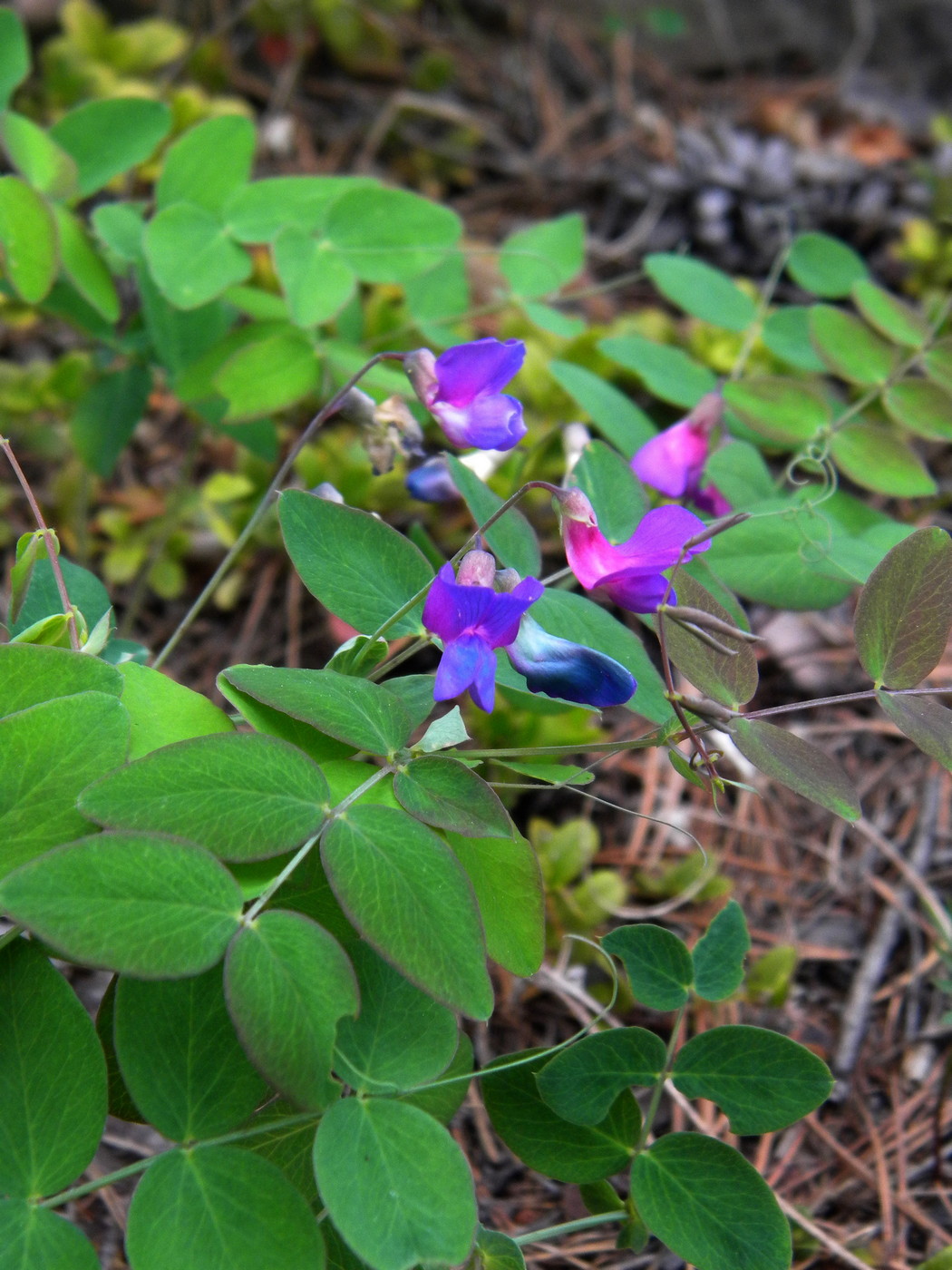 Изображение особи Lathyrus humilis.