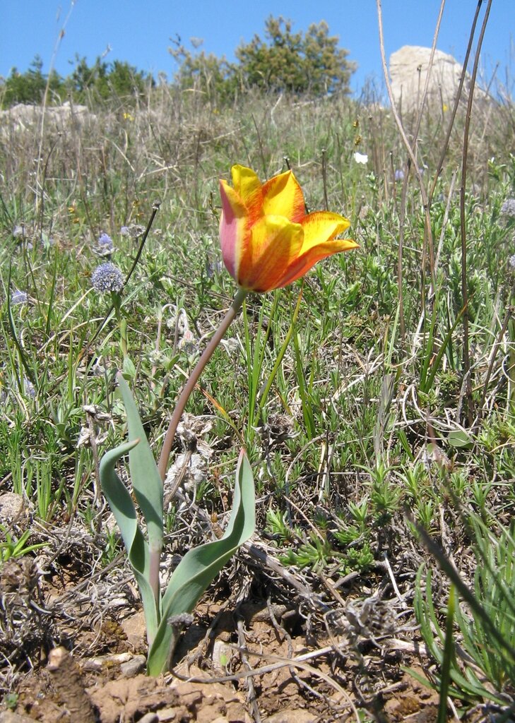 Image of Tulipa hungarica specimen.
