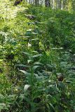 Saussurea parviflora. Цветущее растение в смешанном лесу на восточном склоне сопки на высоте около 450 м н.у.м. Республика Алтай, Шебалинский р-н. 14.08.2010.