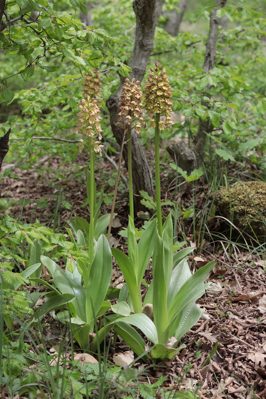 Изображение особи Orchis &times; wulffiana.