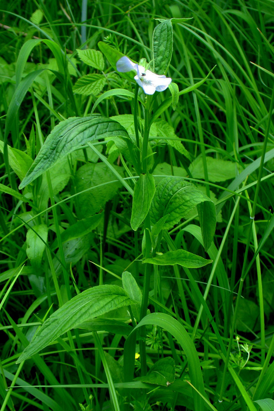 Image of Viola elatior specimen.