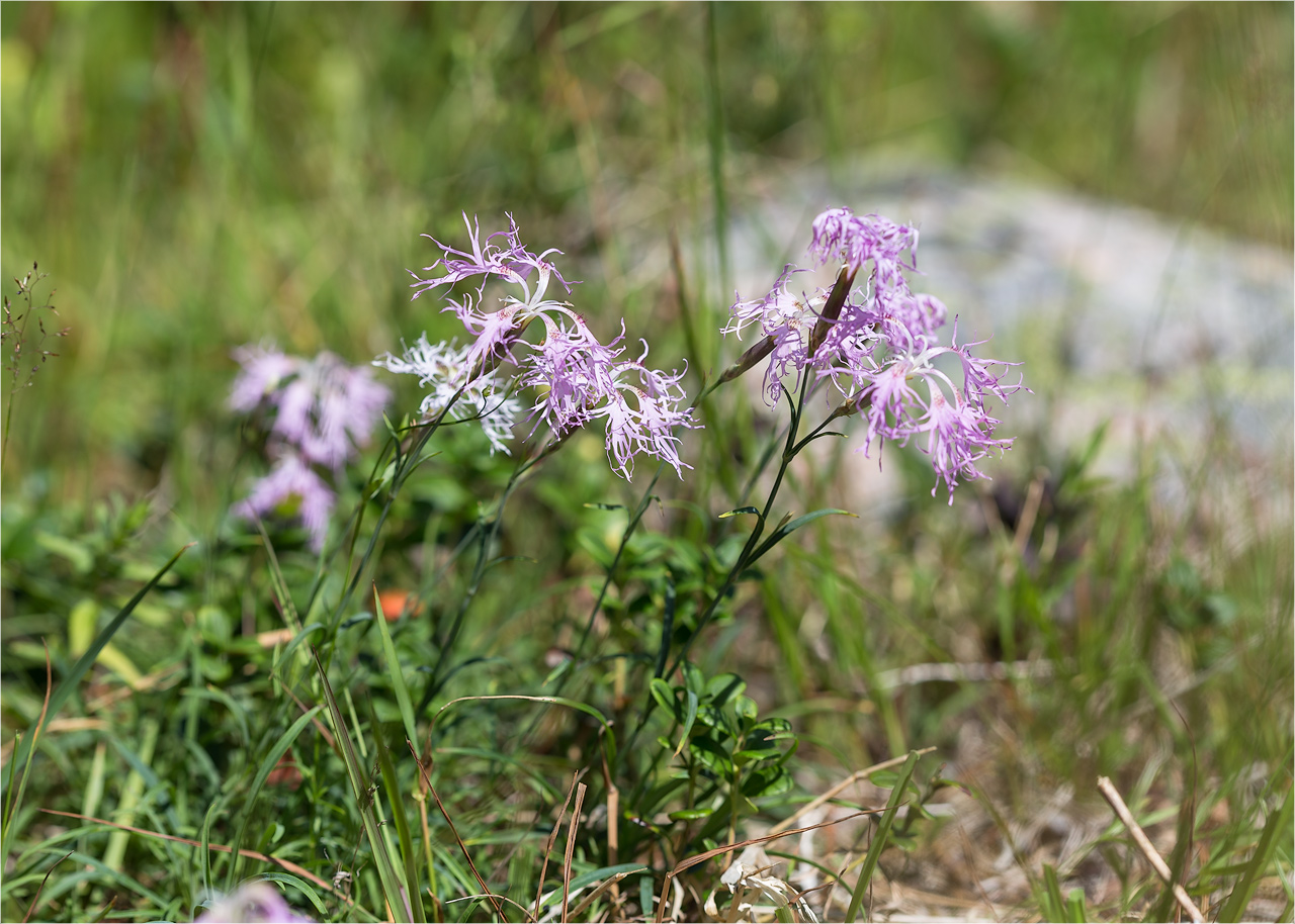 Изображение особи Dianthus superbus.