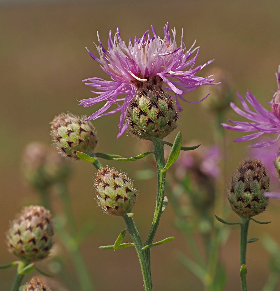 Изображение особи Centaurea stoebe.