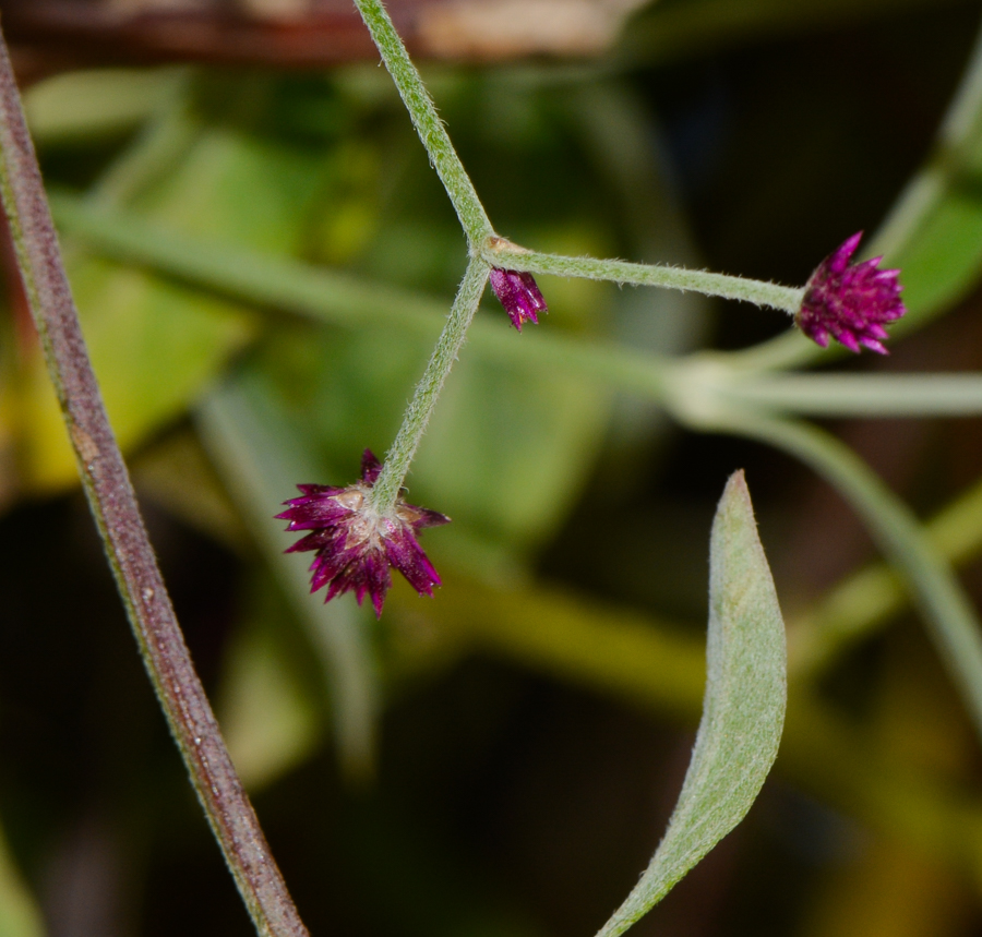 Image of Alternanthera porrigens specimen.