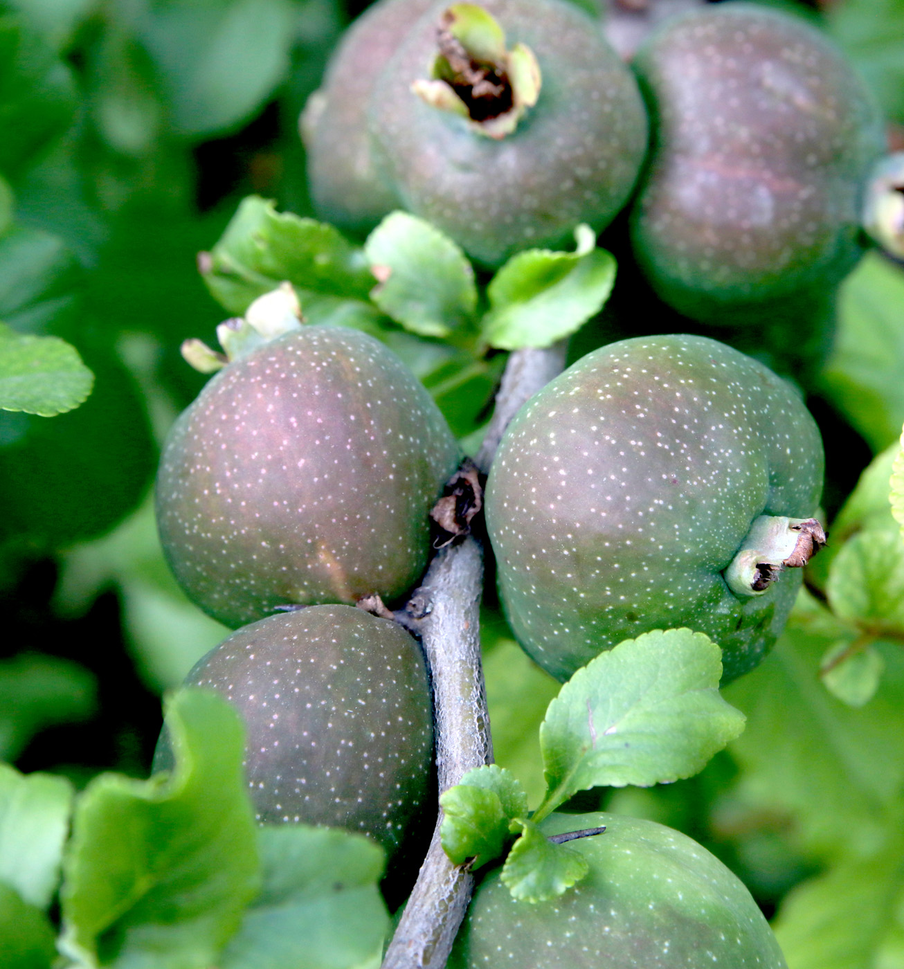 Image of Chaenomeles japonica specimen.