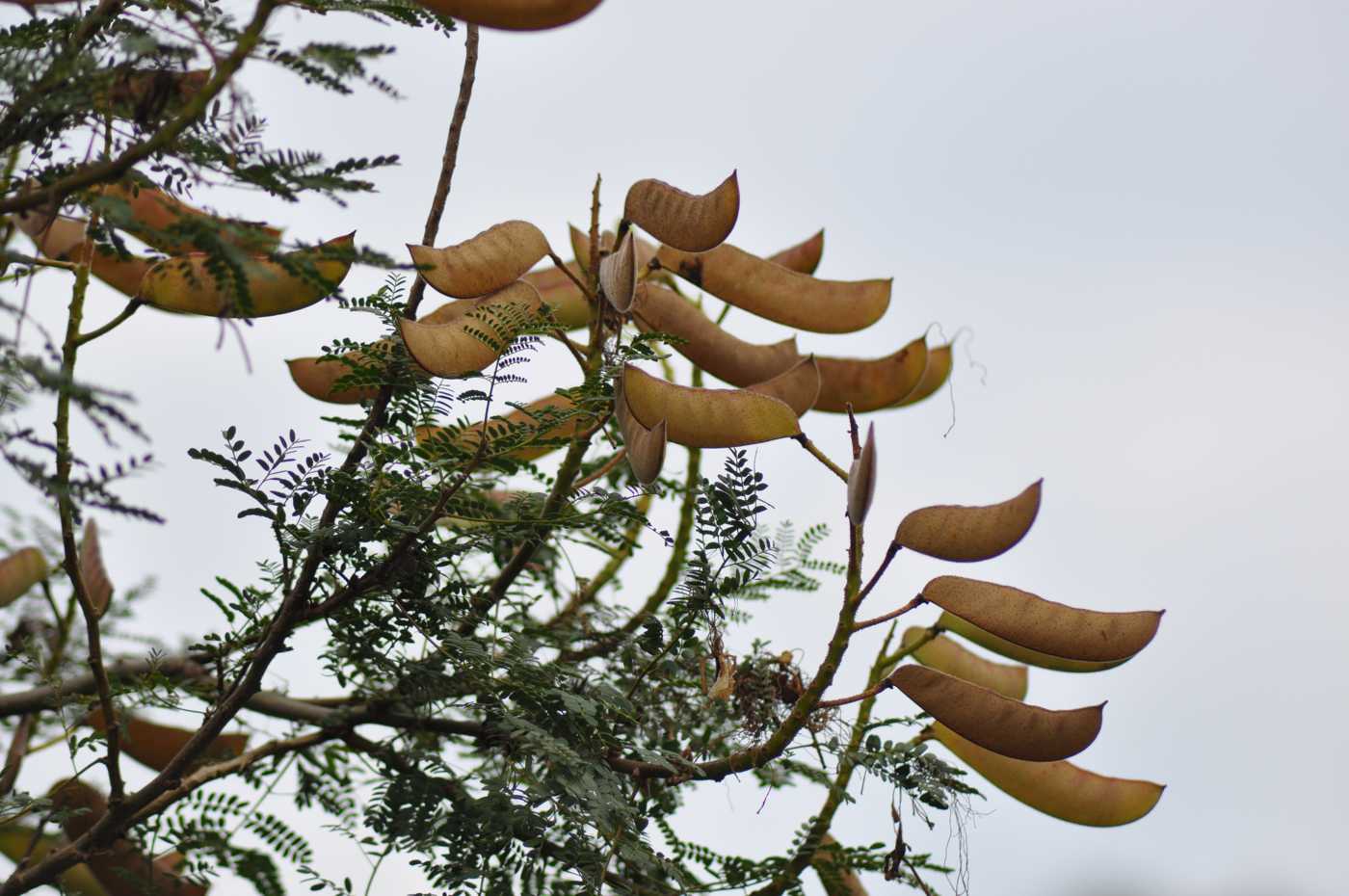 Изображение особи Caesalpinia gilliesii.