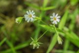 Stellaria holostea. Цветки. Краснодарский край, Абинский р-н, окр. ст. Шапсугская, опушка дубово-грабового леса. 15.05.2021.