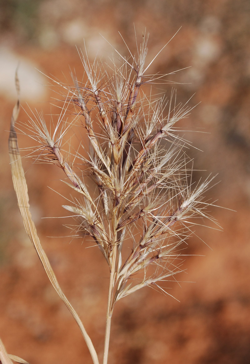 Image of Boissiera squarrosa specimen.