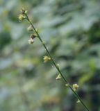 Agrimonia pilosa. Верхушка плодоносящего растения. Пермский край, Кунгурский р-н, окр. с. Филипповка, окр. горы Ледяная, лесная дорога вдоль соснового бора. 11.09.2021.