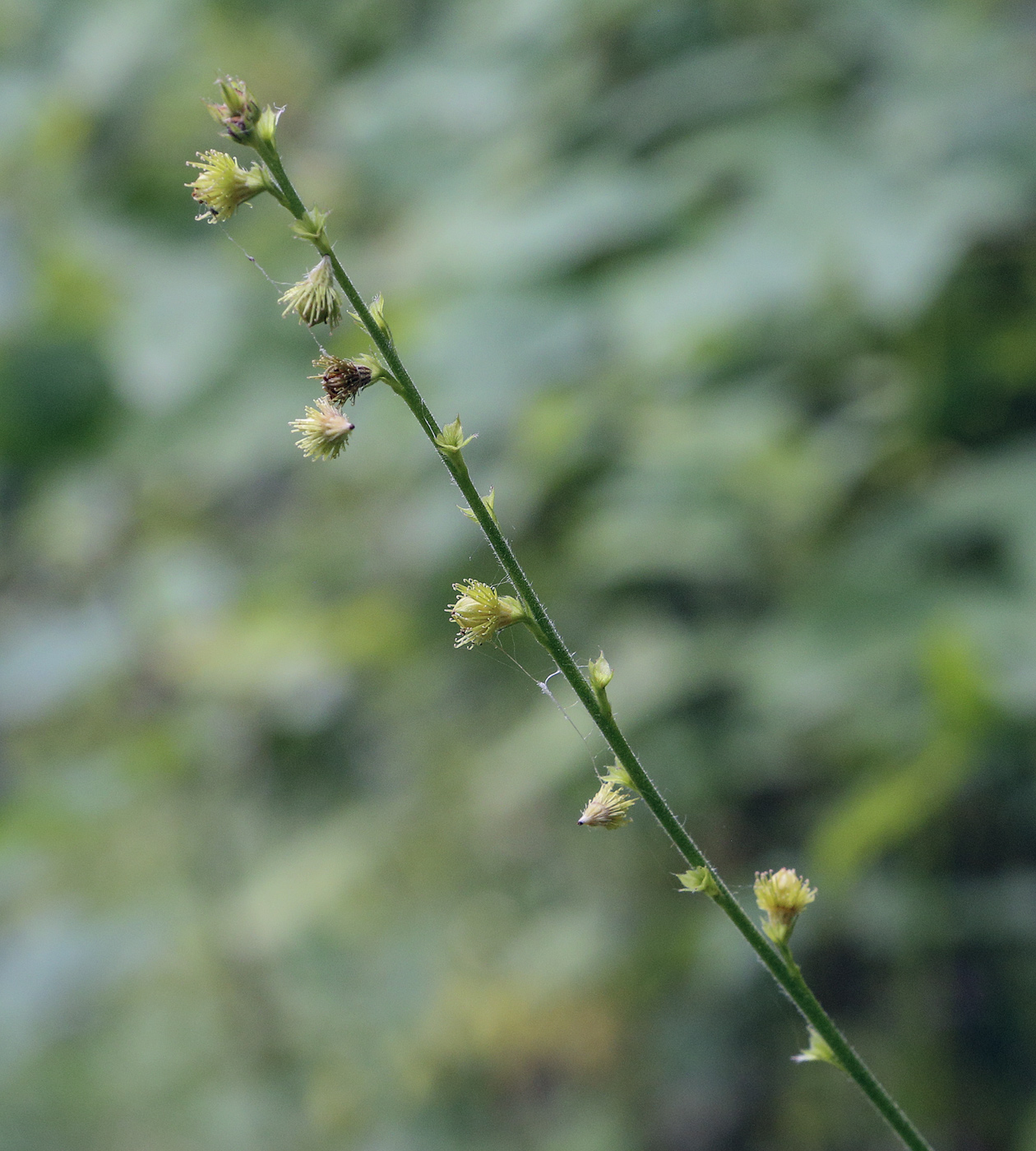 Image of Agrimonia pilosa specimen.