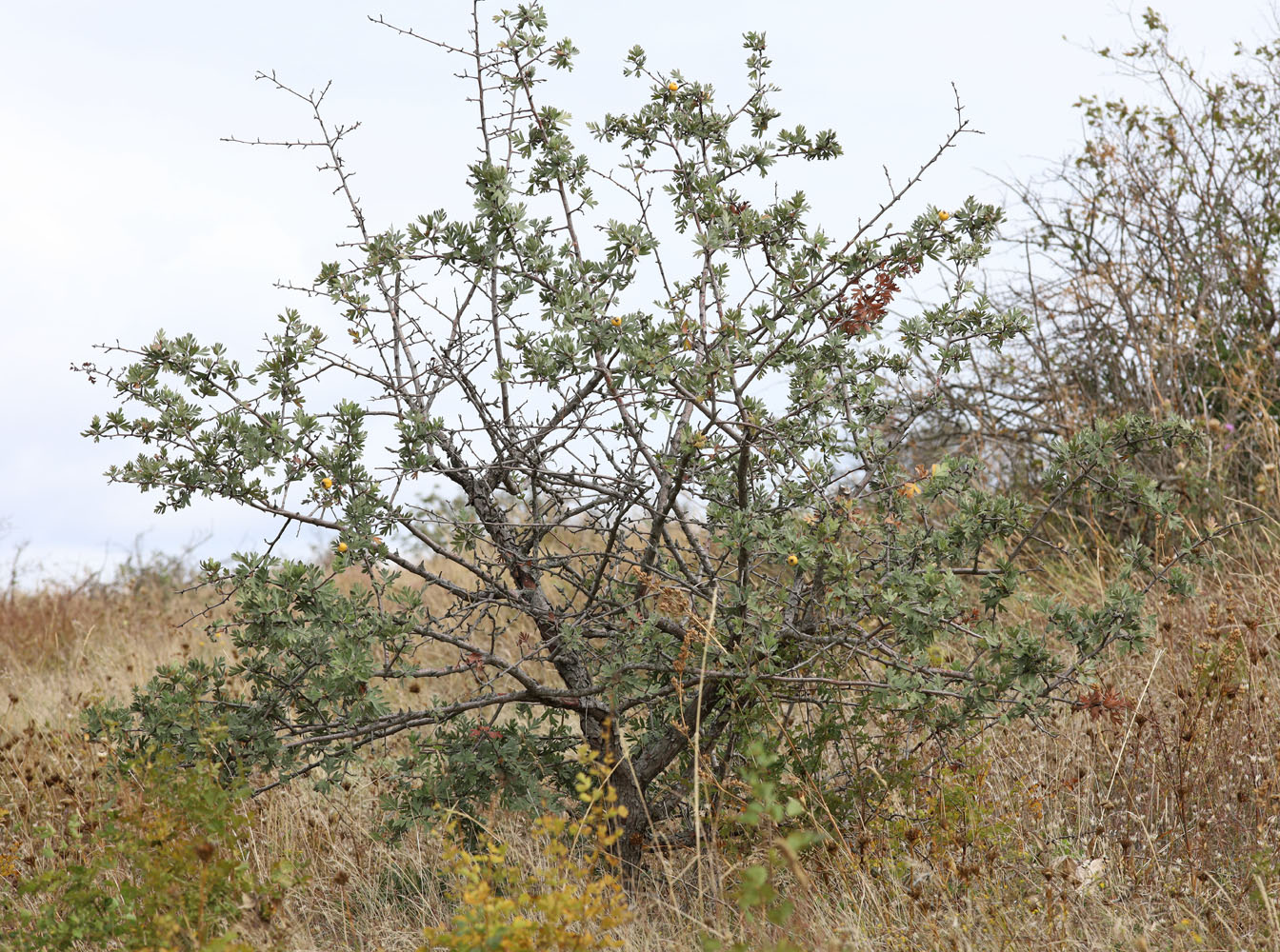 Изображение особи Crataegus pojarkovae.