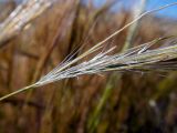 Stipellula capensis. Нижняя часть соплодия. Греция, Эгейское море, о. Сирос, окр. пос. Фабрика (Φάμπρικα), между колеями грунтовой дороги. 22.04.2021.