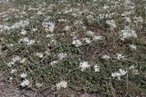 Ornithogalum fimbriatum