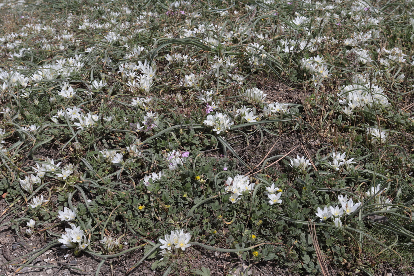 Изображение особи Ornithogalum fimbriatum.