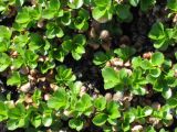Salix kamtschatica. Листья. Камчатский край, Елизовский район, природный парк \"Вулканы Камчатки\", Пиначевский перевал, гора Новограбленова, 1200 м н.у.м., крупнокаменная осыпь. 08.07.2010.