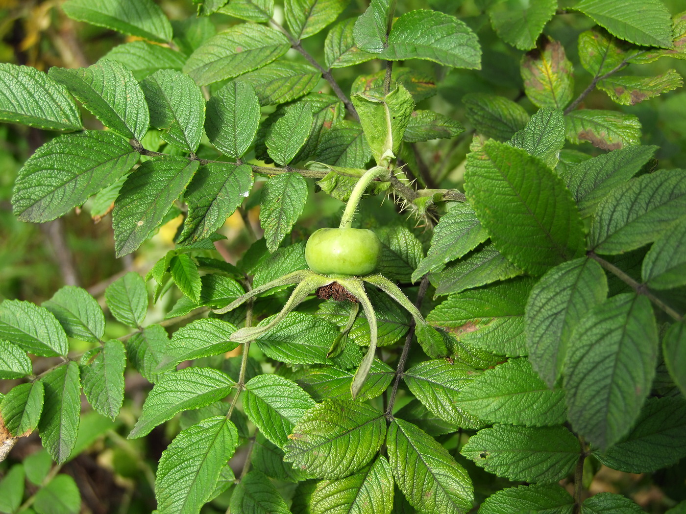 Image of Rosa rugosa specimen.