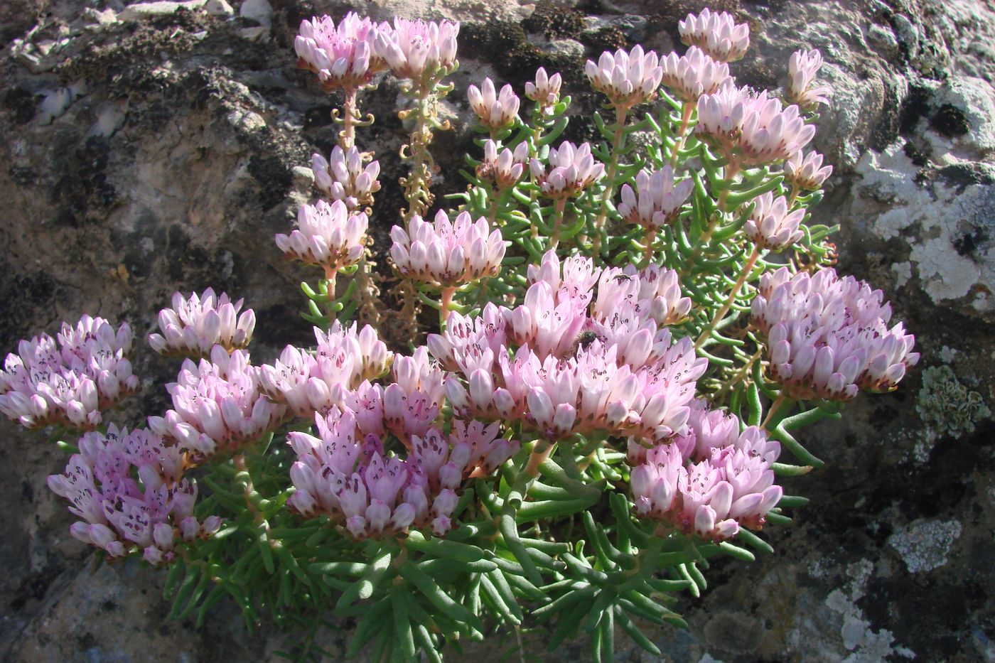 Image of Pseudosedum fedtschenkoanum specimen.
